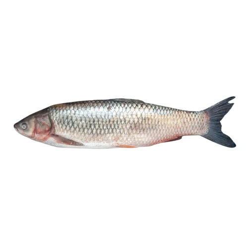 mrigal carp murathi