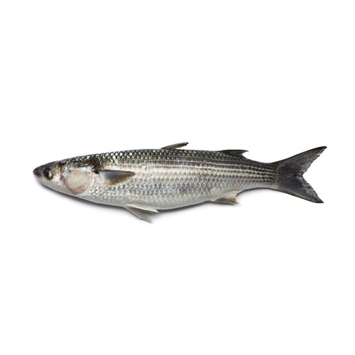 mullet-boi