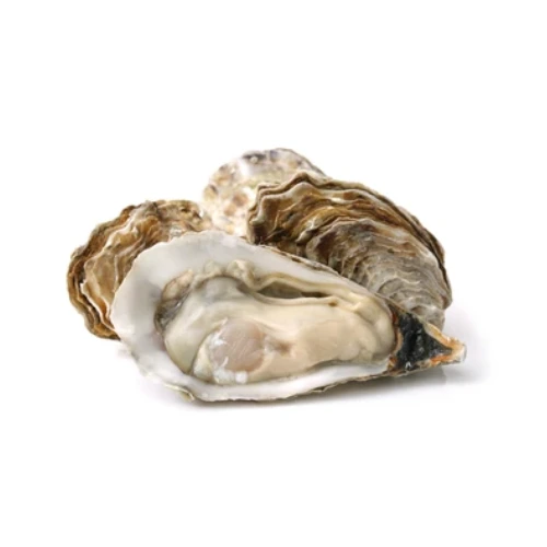 oysters