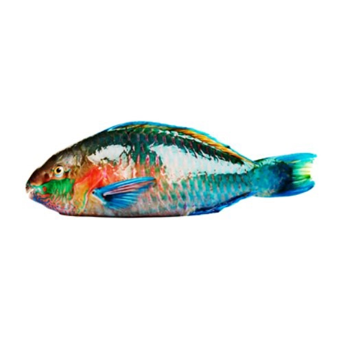 parrot-fish-hareed