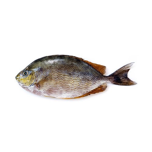 rabbit fish safi