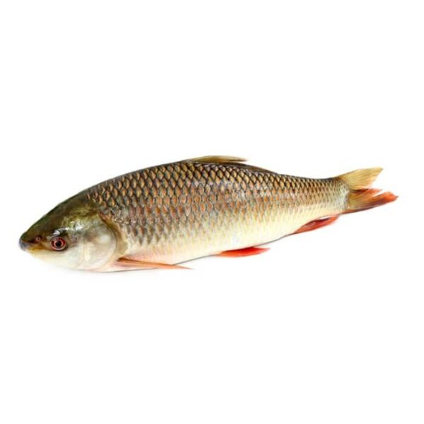 Rahu (Rohu)