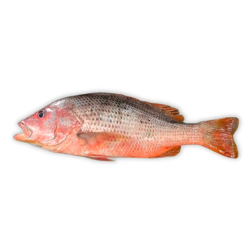 red-snapper-heera