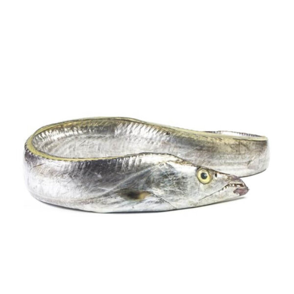 Ribbonfish (Chind)