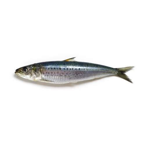 sardine-luar