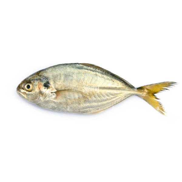 Shrimp Scad (Bakka)