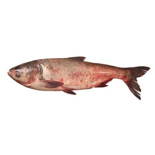 sliver carp silver
