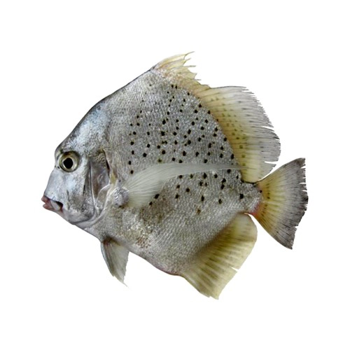 spotted-sicklefish-jalebi