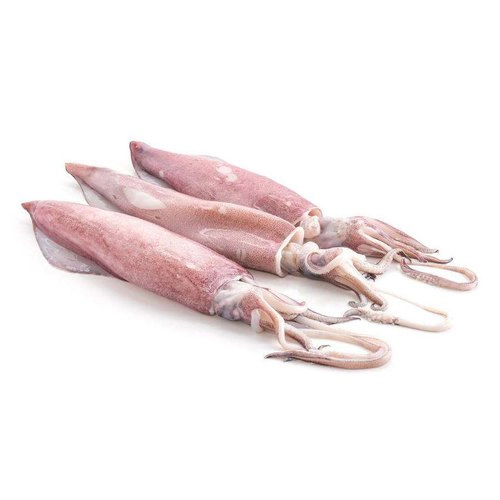 squid calamari