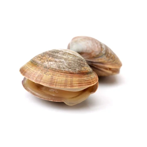 Surf Clams