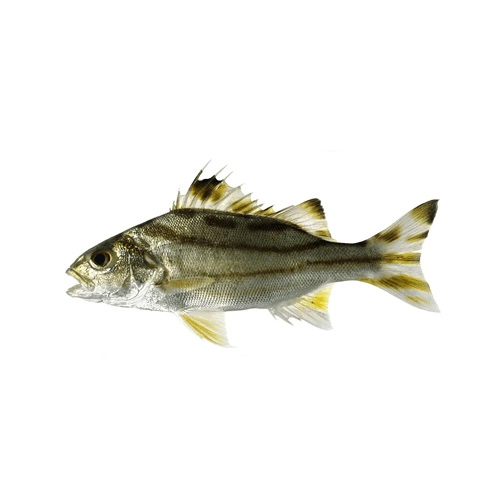 terapon-ginghra