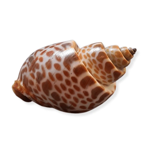 top shell