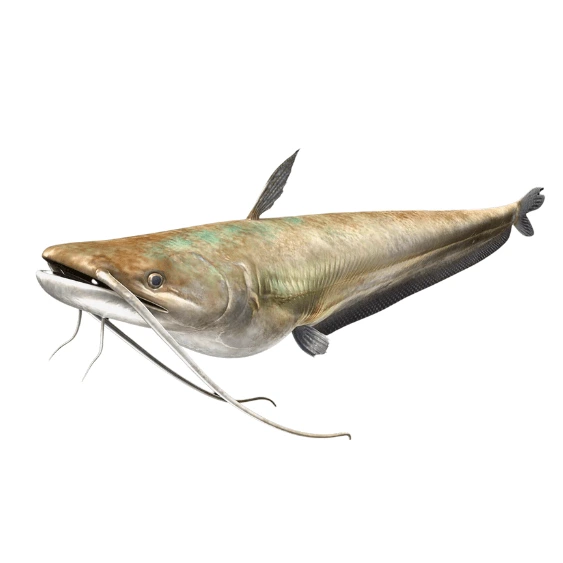 seafresh