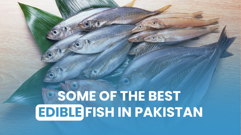 Top edible fish varieties in Pakistan
