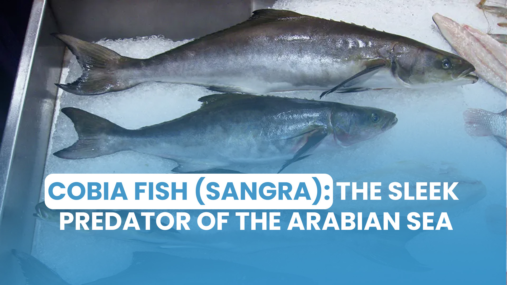 Cobia Fish (Sangra)